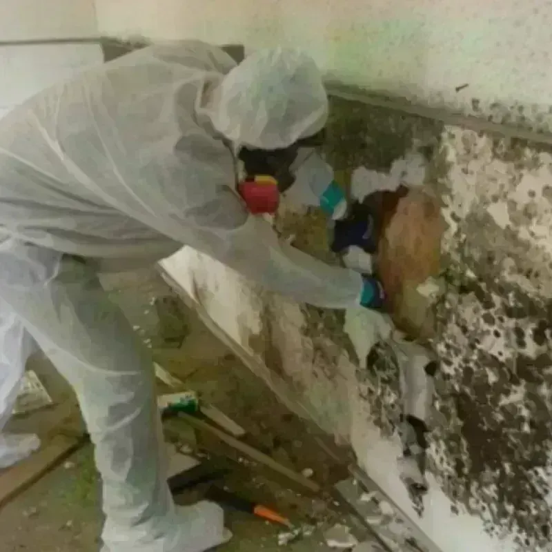 Mold Remediation and Removal in Liberty, KY